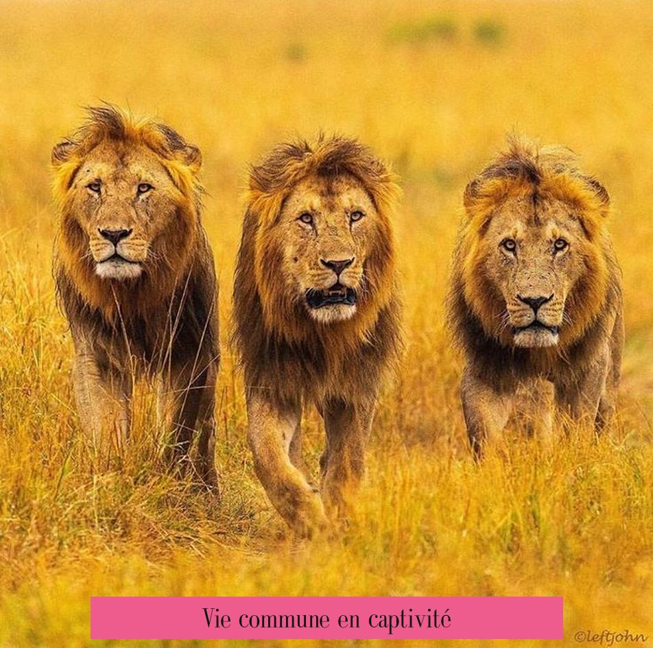 Vie commune en captivité