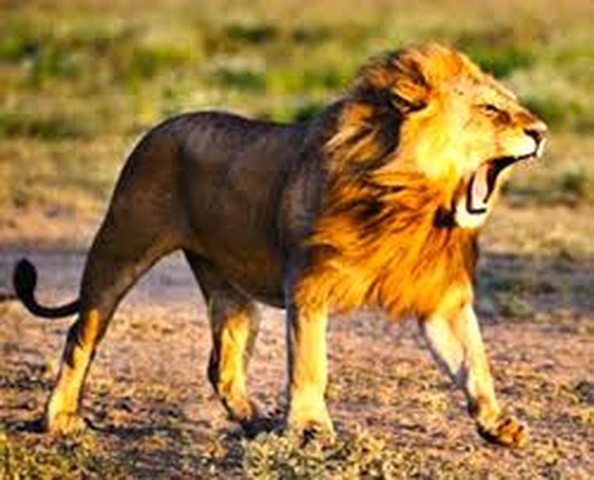 Contrairement à d’autres grands félins, les lions vivent en groupes sociaux appelés « troupes » ou « prides », réunissant 10 à 15 individus, parfois jusqu’à 40. Ces groupes comprennent des femelles apparentées, leurs petits, et quelques mâles dominants qui protègent leur territoire.