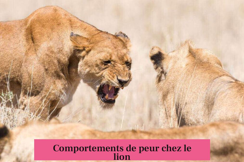 Comportements de peur chez le lion