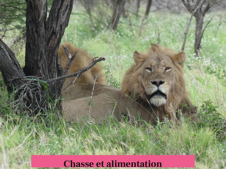 Chasse et alimentation