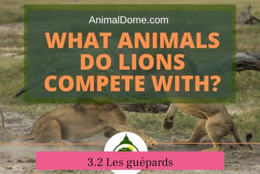 3.2 Les guépards