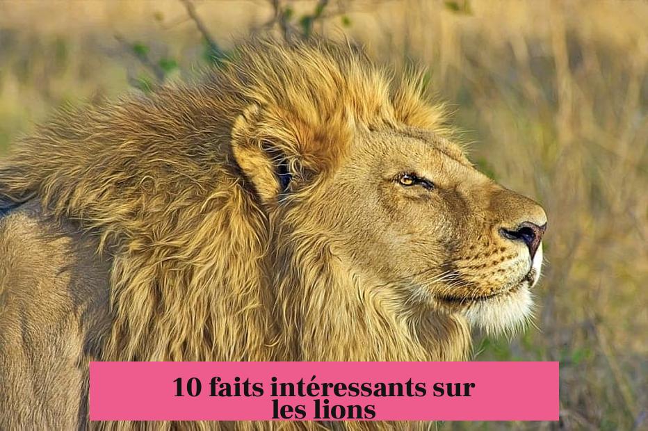 10 faits intéressants sur les lions
