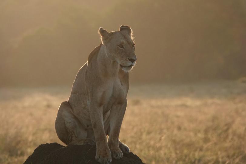 Imaginez une boîte suspendue, contenant un morceau de viande juteux, fermée par une porte à ressorts et un système à corde. Pour atteindre le butin, le lion doit tirer sur la corde. Simple ? Pas si évident quand on y pense : cela demande réflexion, coordination et observation.