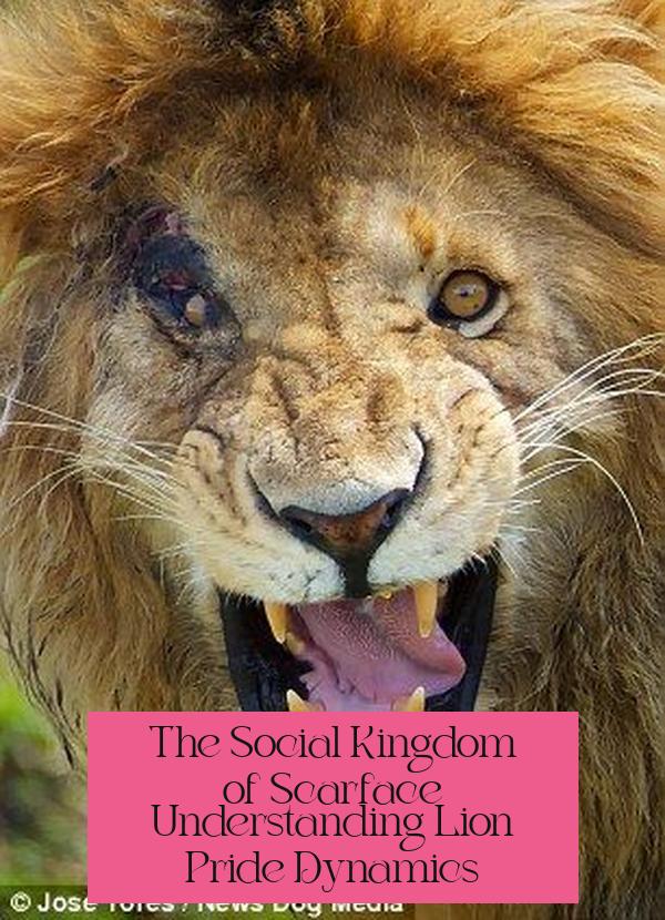 The Social Kingdom of Scarface: Understanding Lion Pride Dynamics