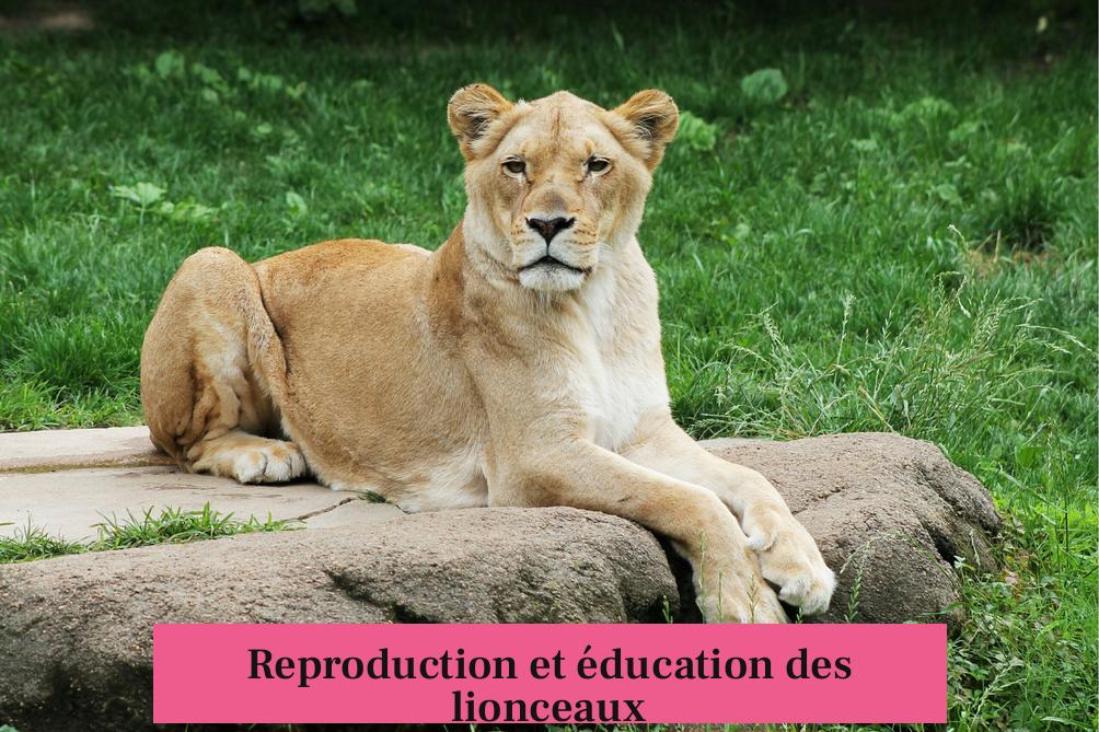 Reproduction et éducation des lionceaux