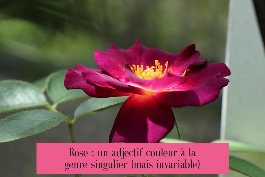 Rose : un adjectif couleur à la genre singulier (mais invariable)