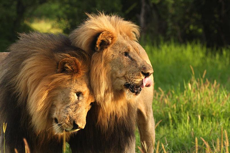 Les coalitions augmentent les chances d'un mâle lors de la prise d'un pride, comme le montre la coalition Mapogo qui contrôla plusieurs prides et captura des proies très grandes (hippopotames, girafes, buffles). Les groupes sont donc essentiels pour la survie et la reproduction.
