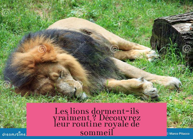 Les lions dorment-ils vraiment ? Découvrez leur routine royale de sommeil