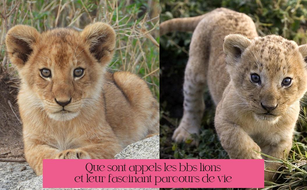 Que sont appelés les bébés lions et leur fascinant parcours de vie ?
