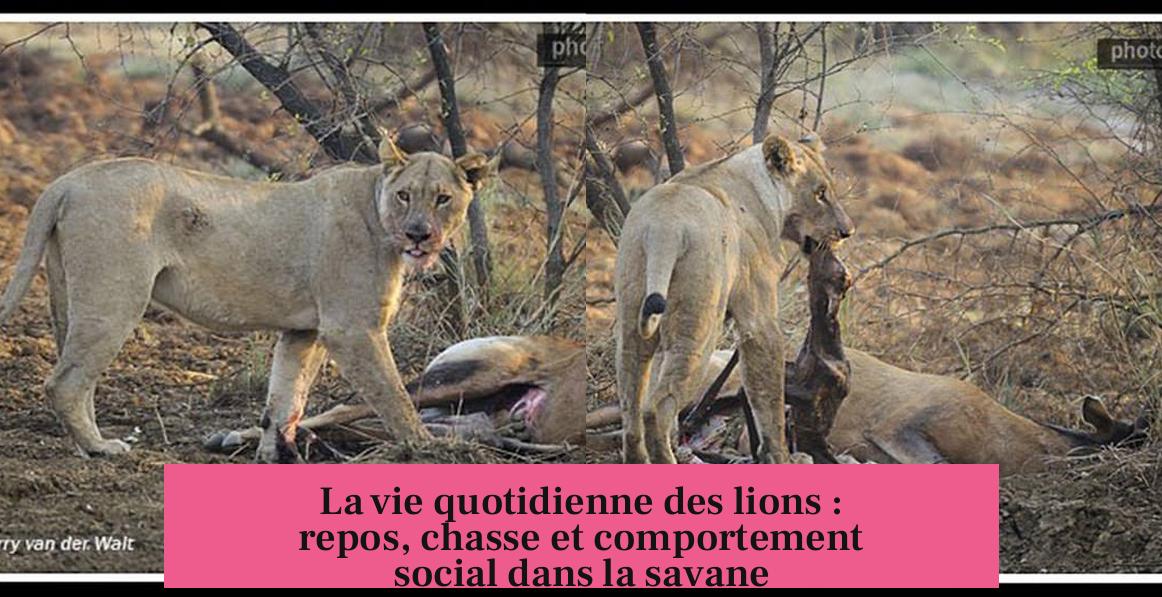 La vie quotidienne des lions : repos, chasse et comportement social dans la savane