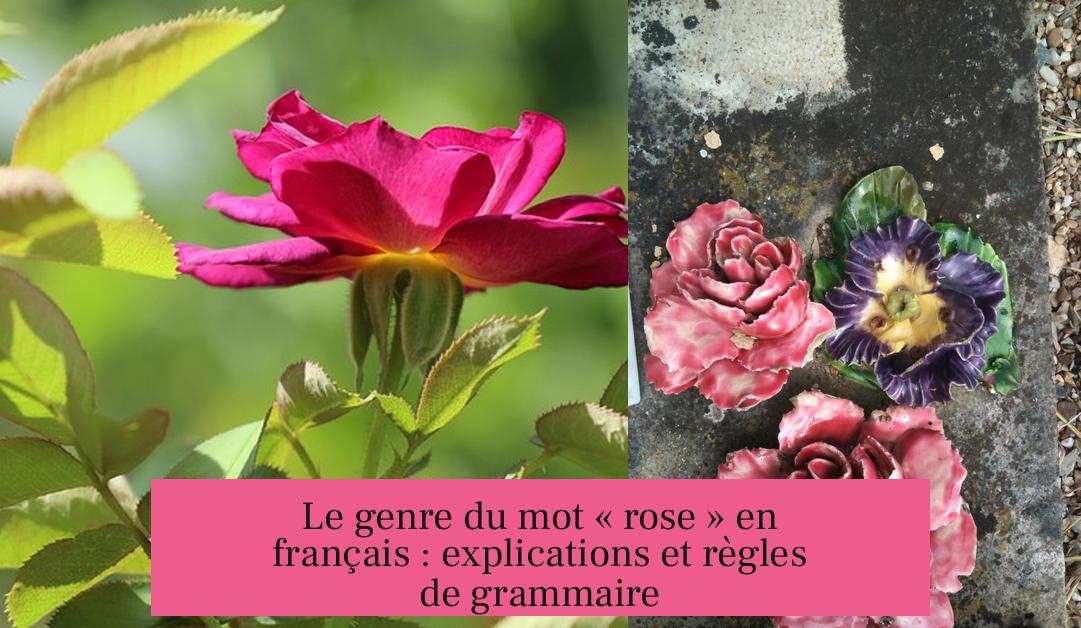 Le genre du mot « rose » en français : explications et règles de grammaire