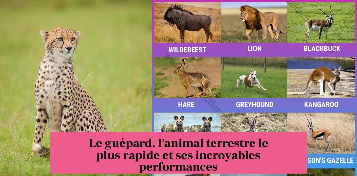 Le guépard, l'animal terrestre le plus rapide et ses incroyables performances