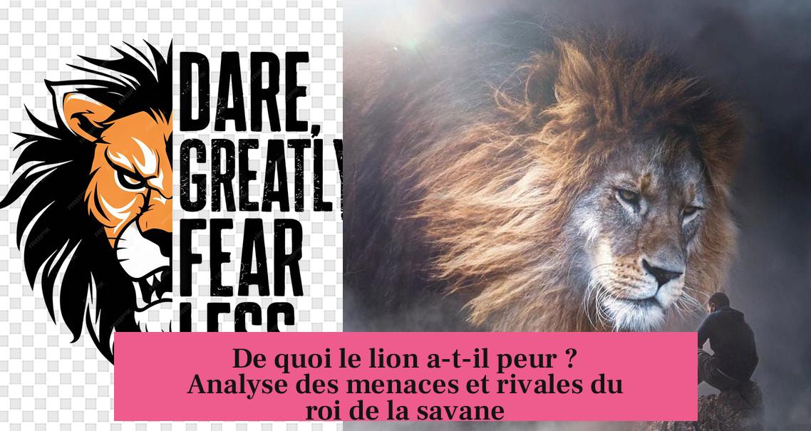 De quoi le lion a-t-il peur ? Analyse des menaces et rivales du roi de la savane
