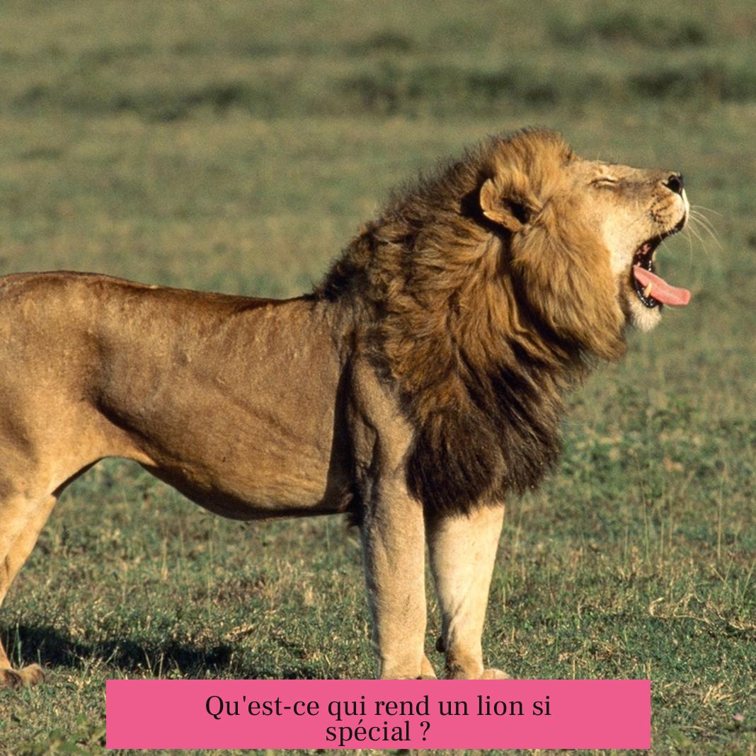 Qu'est-ce qui rend un lion si spécial ?