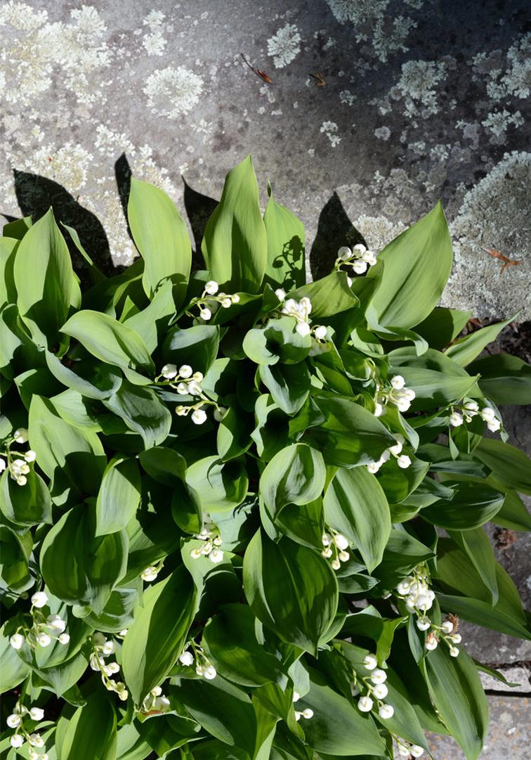 Le muguet est un symbole très populaire, présent aussi bien dans les usages traditionnels que commerciaux. Il inspire la mode, la communication virtuelle avec des messages ou images distribués par SMS et réseaux sociaux.