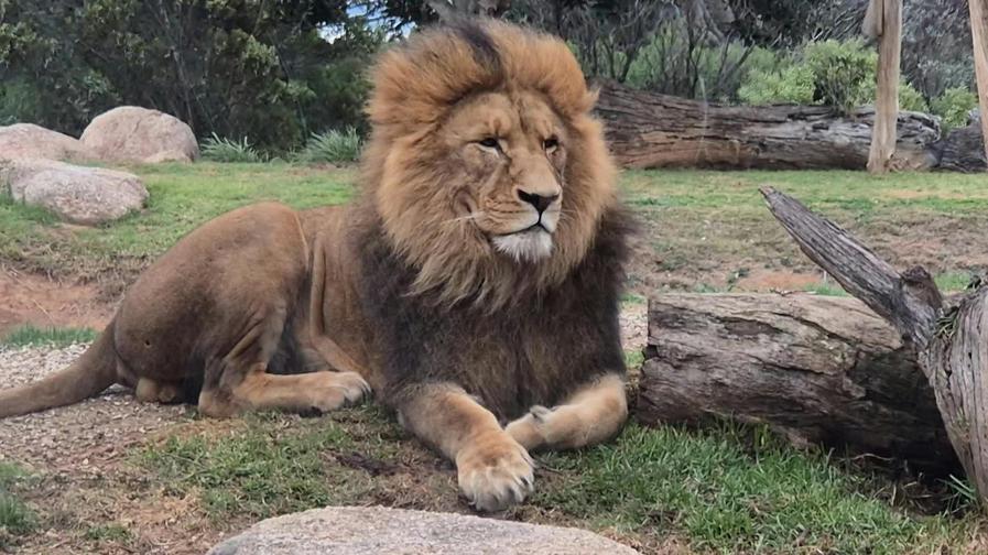 Il ne faut pas réduire les lions à de simples machines à rugir. Leur cerveau est leur atout majeur face aux défis de la savane. Leur réputation de prédateurs féroces ne cache pas leur perspicacité mentale et leurs facultés remarquables d'apprentissage. Ils savent anticiper, coopérer et innover.