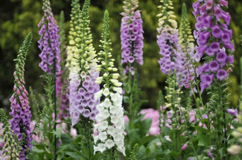 Lesaconitssont tout aussi problématiques, non seulement pour leur signification (haine et prudence), mais aussi pour leur composition toxique. Ces plantes sont si dangereuses que toucher leurs feuilles fraîches peut provoquer inflammations et brûlures – on évite donc à tout prix d’en mettre dans un bouquet.