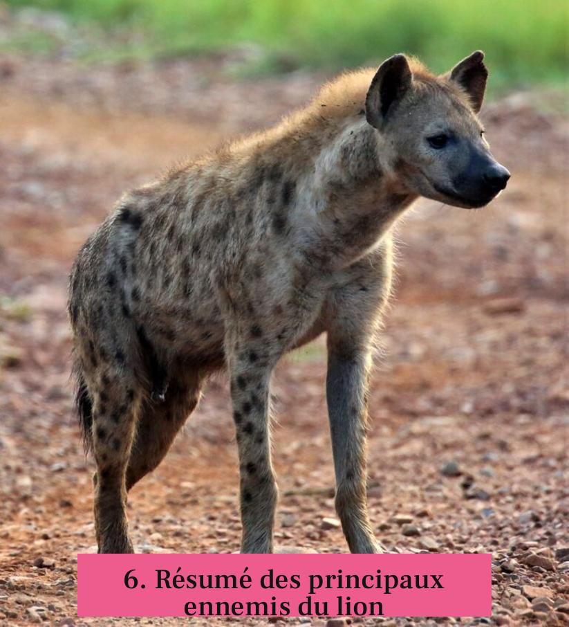 6. Résumé des principaux ennemis du lion