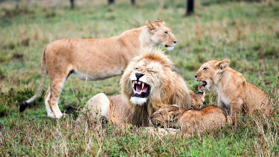 Les lionceaux : futurs rois et reines