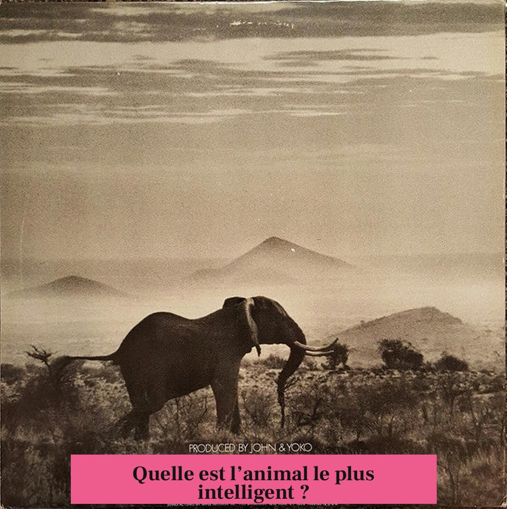 Quelle est l’animal le plus intelligent ?