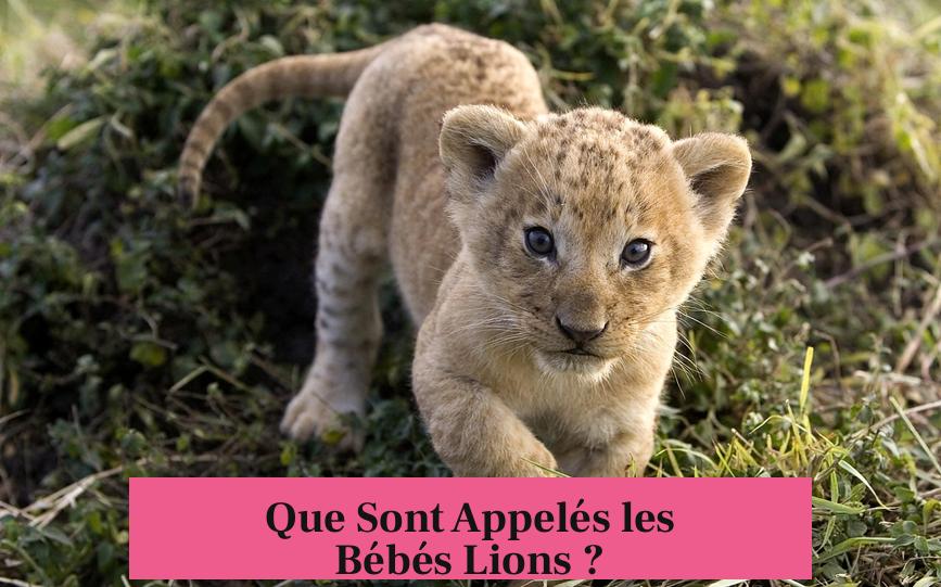 Que Sont Appelés les Bébés Lions ?