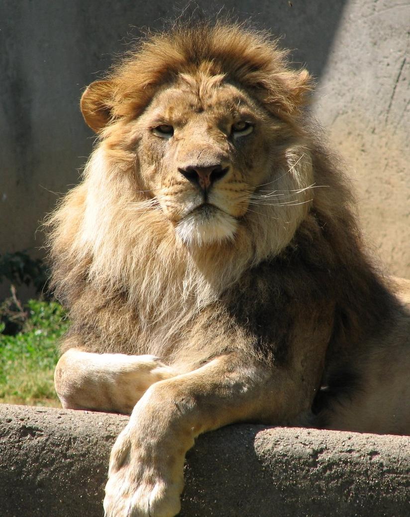 Des noms courts mais importants : lion, lionne, et lionceau