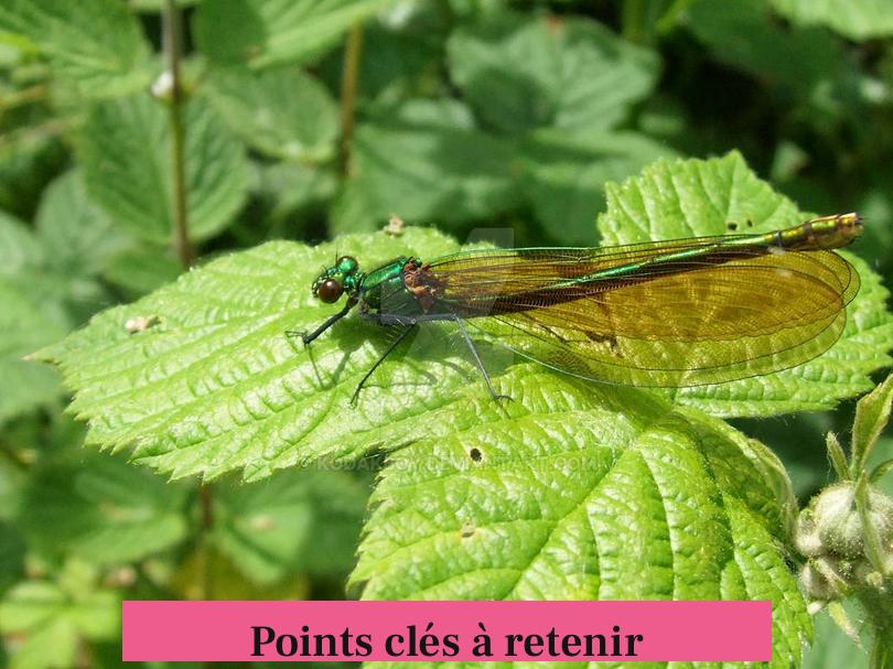 Points clés à retenir