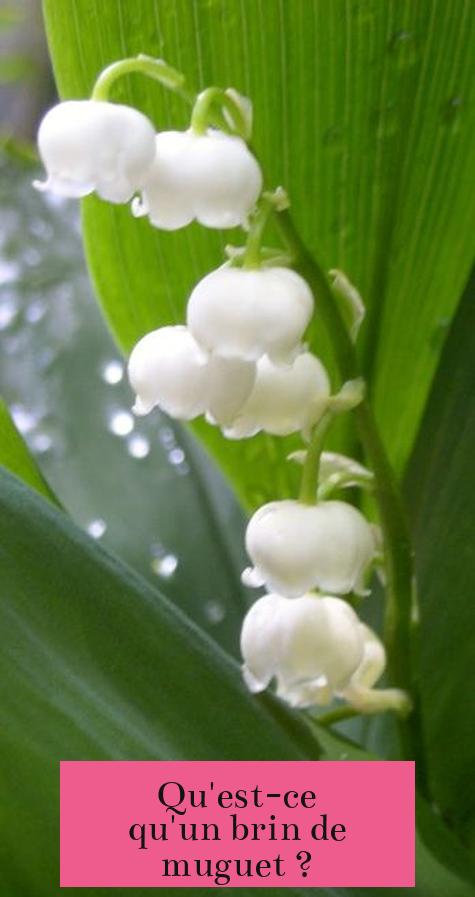 Qu'est-ce qu'un brin de muguet ?