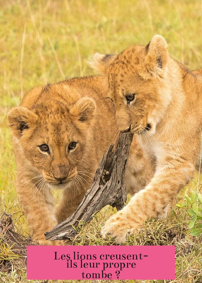 Les lions creusent-ils leur propre tombe ?