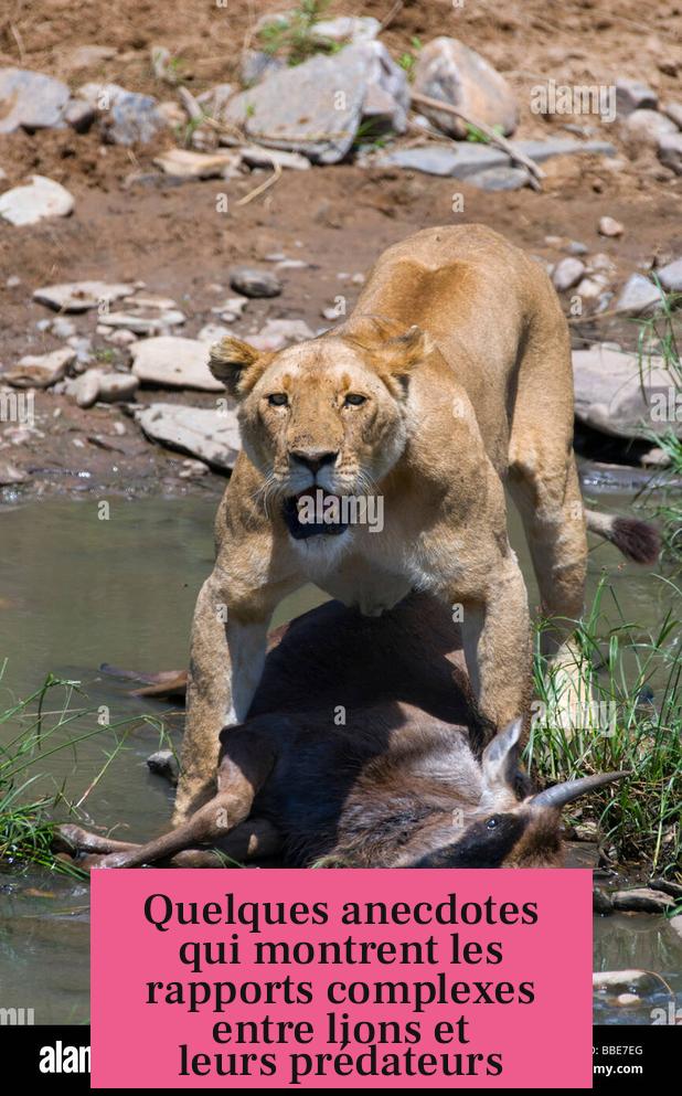 Quelques anecdotes qui montrent les rapports complexes entre lions et leurs prédateurs