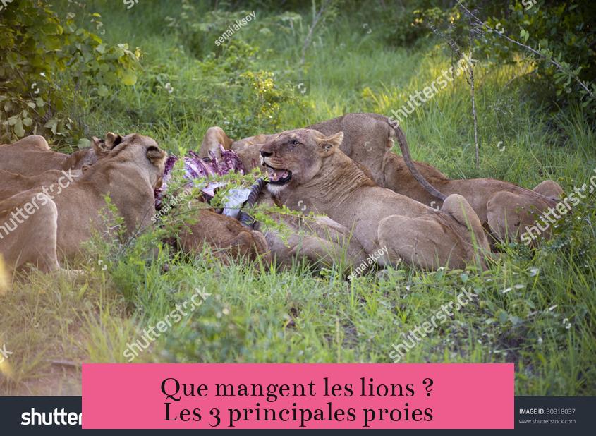 Que mangent les lions ? Les 3 principales proies