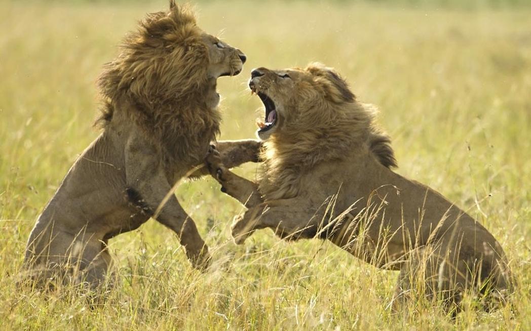 Les lions régulent les populations de proies et maintiennent l’équilibre des écosystèmes. Leur aire historique couvrait autrefois l’Europe, l’Asie et les Amériques. Ils sont proches des tigres et jaguars, et constituent le deuxième plus grand félin après le tigre. Ils jouent un rôle clé dans l’écotourisme et la sensibilisation à la protection de la faune.