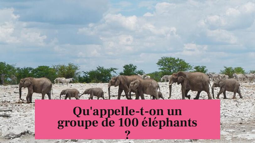Qu'appelle-t-on un groupe de 100 éléphants ?