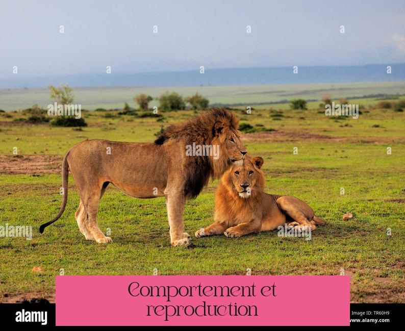 Comportement et reproduction