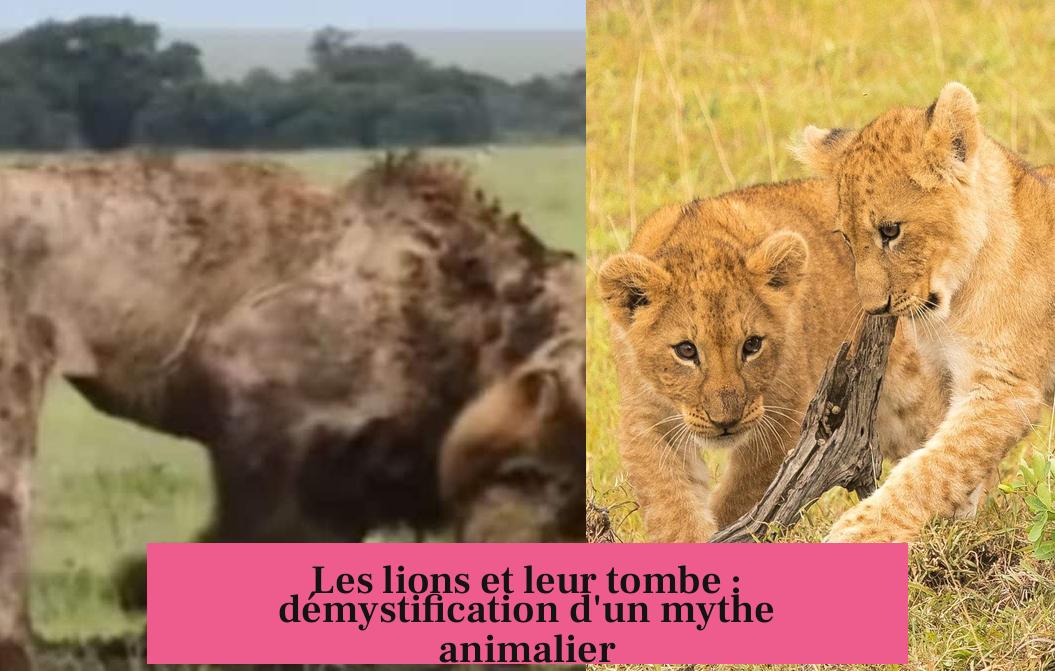 Les lions et leur tombe : démystification d'un mythe animalier