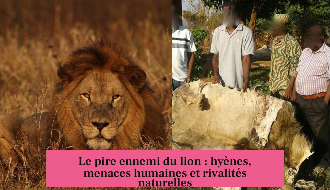 Le pire ennemi du lion : hyènes, menaces humaines et rivalités naturelles