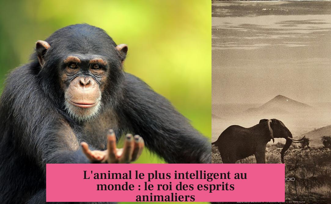 L'animal le plus intelligent au monde : le roi des esprits animaliers